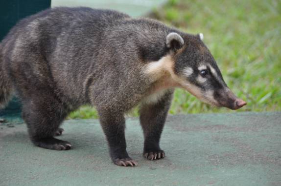 Quati, animal comum no P.N do Iguaçu (Foz do Iguaçu - PR)